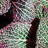 Fittonia albivenis (Verschaffeltii Group) 'Pearcei', leaves