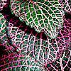 Fittonia albivenis (Verschaffeltii Group) 'Pearcei', leaves