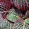 Fittonia albivenis (Verschaffeltii Group) 'Pearcei', leaves