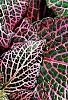 Fittonia albivenis (Verschaffeltii Group) 'Pearcei', leaves