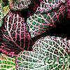 Fittonia albivenis (Verschaffeltii Group) 'Pearcei', leaves