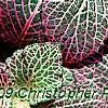 Fittonia albivenis (Verschaffeltii Group) 'Pearcei', leaves