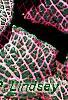 Fittonia albivenis (Verschaffeltii Group) 'Pearcei', leaves