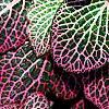 Fittonia albivenis (Verschaffeltii Group) 'Pearcei', leaves