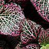Fittonia albivenis (Verschaffeltii Group) 'Pearcei', leaves