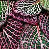 Fittonia albivenis (Verschaffeltii Group) 'Pearcei', leaves