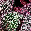 Fittonia albivenis (Verschaffeltii Group) 'Pearcei', leaves