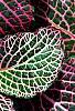 Fittonia albivenis (Verschaffeltii Group) 'Pearcei', leaves