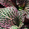 Fittonia albivenis (Verschaffeltii Group) 'Pearcei', leaves
