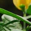 Pachystachys lutea, flowers
