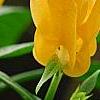Pachystachys lutea, flowers