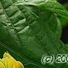 Pachystachys lutea, flowers