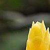 Pachystachys lutea, flowers