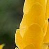 Pachystachys lutea, flowers
