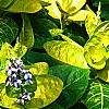 Pseuderanthemum carruthersii var. carruthersii 'Reticulatum', leaves