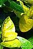 Pseuderanthemum carruthersii var. carruthersii 'Reticulatum', leaves