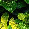 Pseuderanthemum carruthersii var. carruthersii 'Reticulatum', leaves