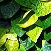 Pseuderanthemum carruthersii var. carruthersii 'Reticulatum', leaves