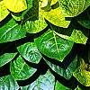 Pseuderanthemum carruthersii var. carruthersii 'Reticulatum', leaves