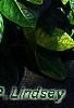Pseuderanthemum carruthersii var. carruthersii 'Reticulatum', leaves