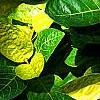 Pseuderanthemum carruthersii var. carruthersii 'Reticulatum', leaves