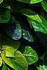 Pseuderanthemum carruthersii var. carruthersii 'Reticulatum', leaves