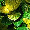 Pseuderanthemum carruthersii var. carruthersii 'Reticulatum', leaves
