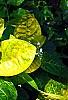 Pseuderanthemum carruthersii var. carruthersii 'Reticulatum', leaves