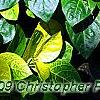 Pseuderanthemum carruthersii var. carruthersii 'Reticulatum', leaves
