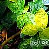 Pseuderanthemum carruthersii var. carruthersii 'Reticulatum', leaves