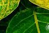 Pseuderanthemum carruthersii var. carruthersii 'Reticulatum', leaves