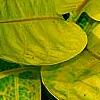 Pseuderanthemum carruthersii var. carruthersii 'Reticulatum', leaves