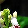 Pseuderanthemum carruthersii var. carruthersii 'Reticulatum', flowers