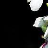 Pseuderanthemum carruthersii var. carruthersii 'Reticulatum', flowers