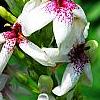 Pseuderanthemum carruthersii var. carruthersii 'Reticulatum', flowers