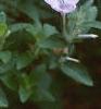 Ruellia humilis, habit