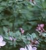 Ruellia humilis, habit