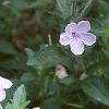 Ruellia humilis, habit