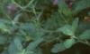 Ruellia humilis, habit