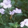 Ruellia humilis, habit