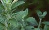 Ruellia humilis, habit