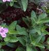 Ruellia humilis, habit