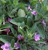 Ruellia humilis, habit