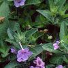 Ruellia humilis, habit