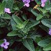 Ruellia humilis, habit