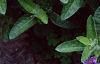 Ruellia humilis, habit