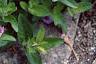 Ruellia humilis, habit