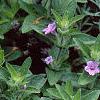 Ruellia humilis, habit