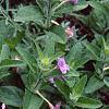 Ruellia humilis, habit