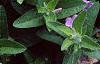 Ruellia humilis, habit